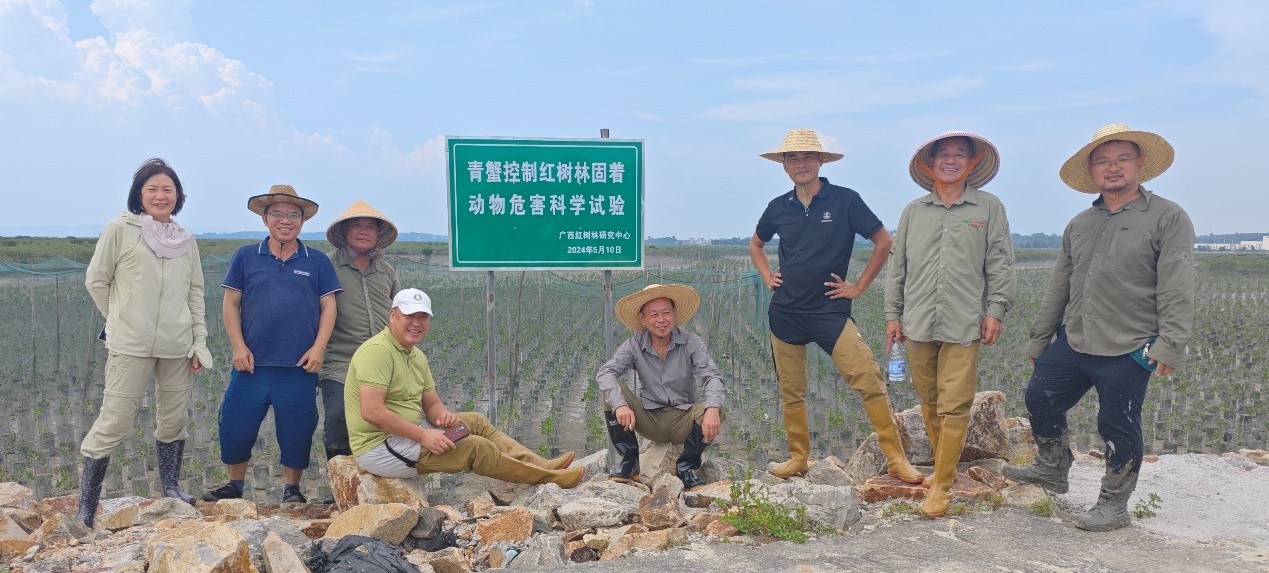 广西科学家在红树林下养出高品质青蟹