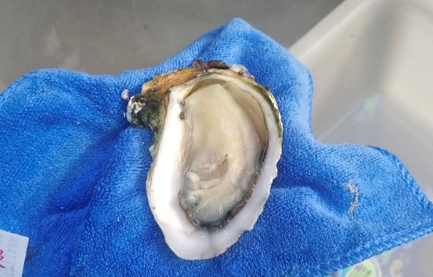 广西钦州大蚝：多元发展的 “蚝” 力新引擎